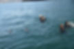 dolphins.jpeg