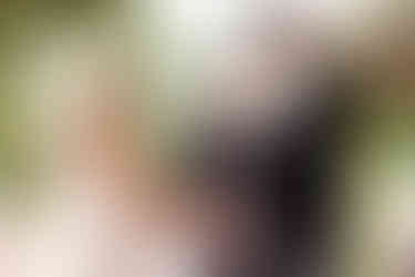 Boston Wedding Planner