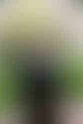 Romantic Wedding at The Langham, Boston