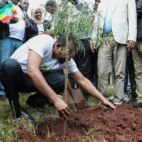 L'Ethiopie a planté 353 millions d'arbres en une seule journée