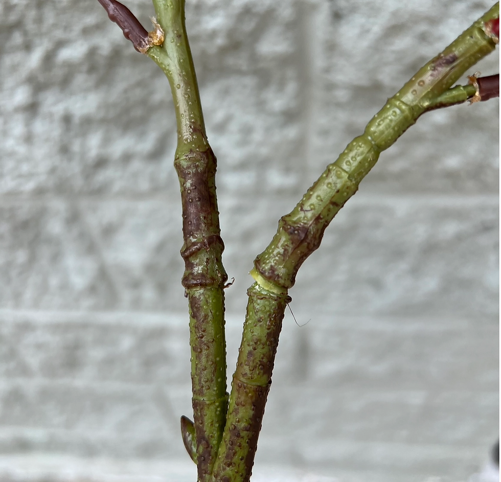Thumbnail: 30"- Lifelike Real Touch Artificial Magnolia with Buds