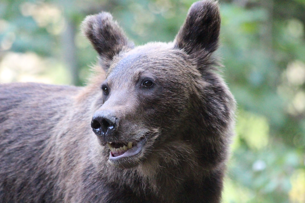 20. Romania - bear hunting