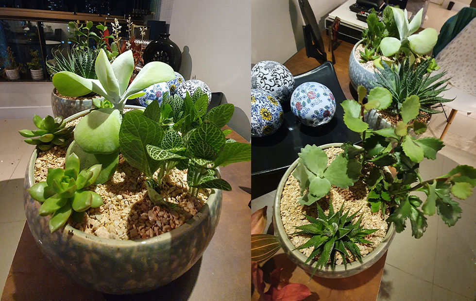 Terrários