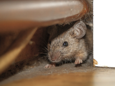 NOISES IN YOUR WALLS?