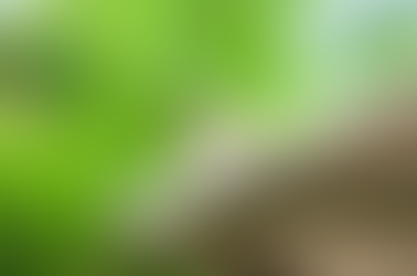 Keep Your Home Wildlife-Free All Winter Long