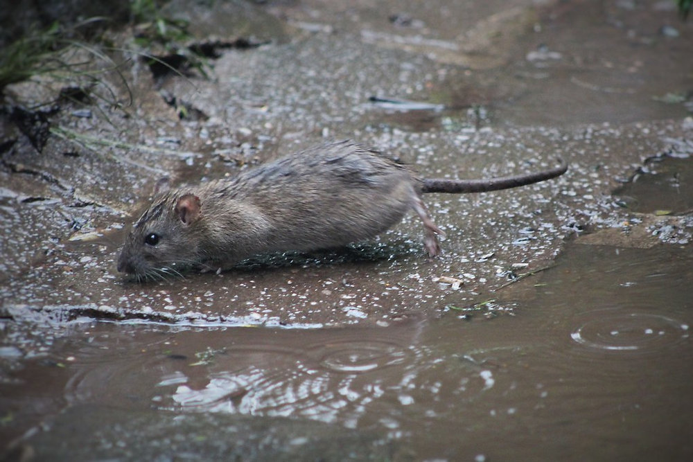 Fl Pier Rats Do Florida Summer Storms Cause Rats To Come Into Your Sarasota Home?