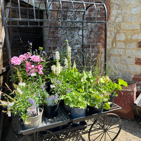 garden plants for sale