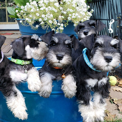 9.30.19 Mayas and Treys puppies.jpg