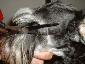 Schnauzer-clipping-face-eyebrows3.jpeg