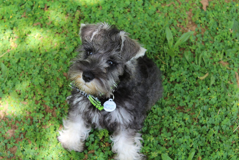 Jax Chaser and Cindas puppy.jpg