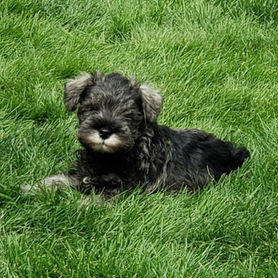 Hannahs Regans puppies 3.23.2020 2nd boy.jpg