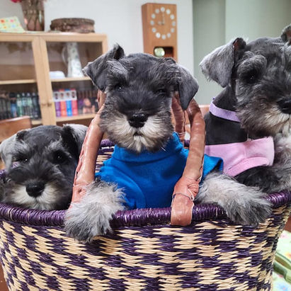 Basket of pups.jpg