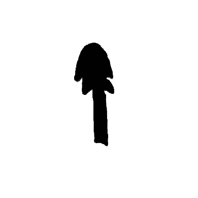 Palmtreelogo.gif