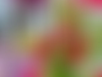 【黒石駅前店】花満開🌺