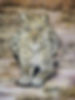 WhatsApp Image 2020-04-08 at 15.54.55.jp