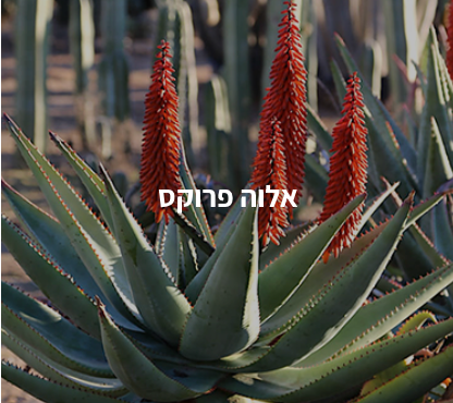 תמונה ממוזערת: 90 כמוסות לקספלוס- לאיזון פעילות מערכת העיכול וטיפול בעצירות