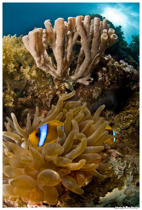 nemos