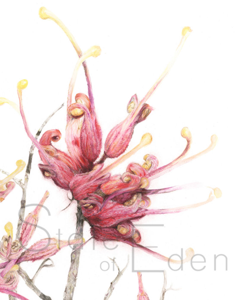 Grevillia mini Print, unframed