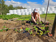 Planting av jordbær