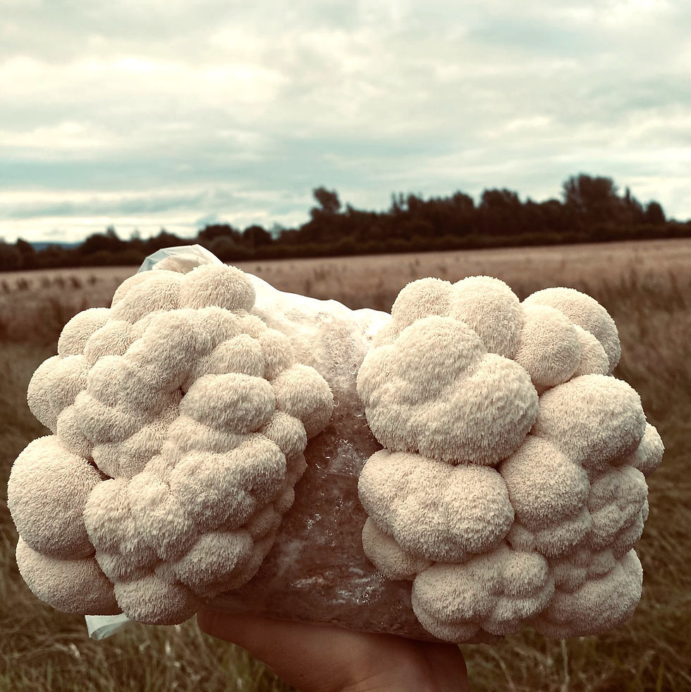 Lion's Mane at Gaelic Fungi Farms