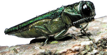 From Russia; A Wasp To Bring The Fight To Bio Security.