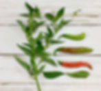 Chile de Arbol
