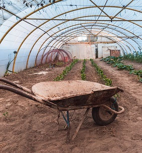 greenhouse-plants-old-wheelbarrow-resized.jpg