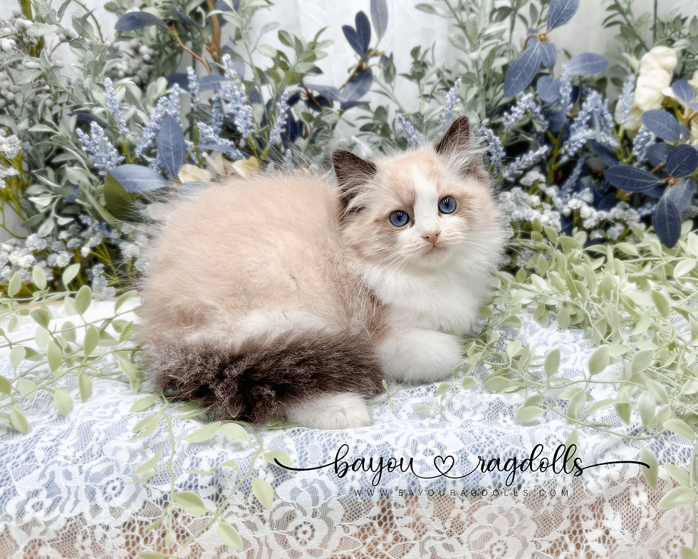 Seal Bicolor Ragdoll Kitten -Cobalt