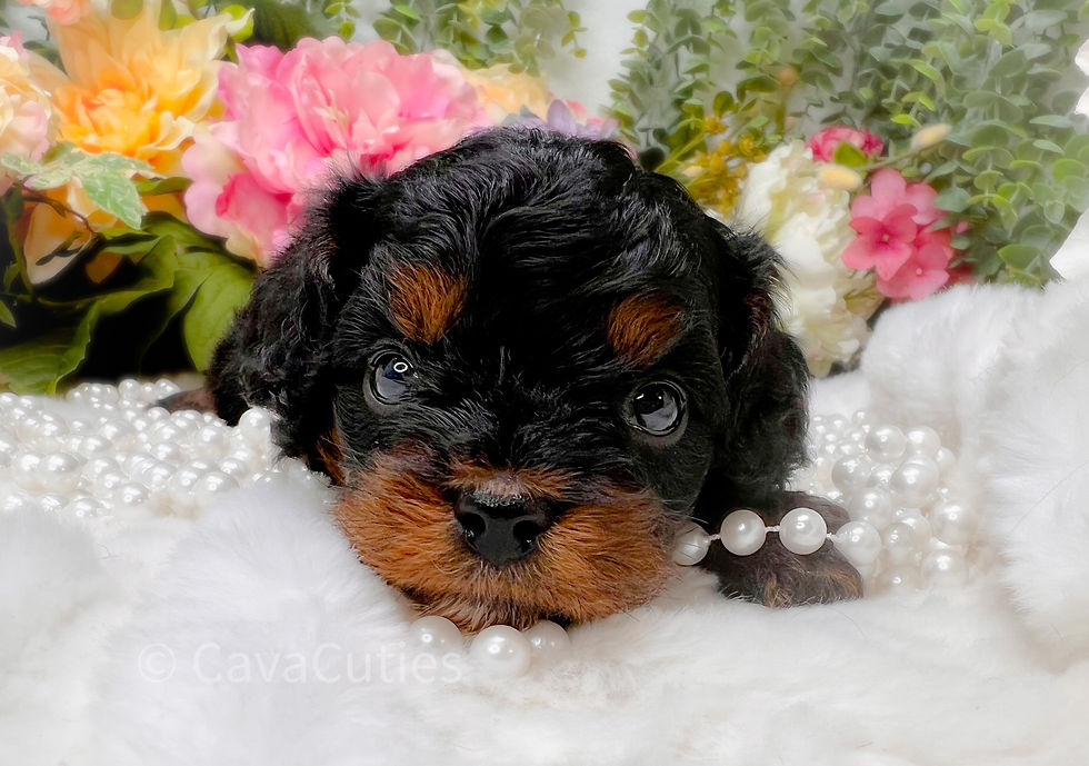 Black & Tan Cavapoo Puppy