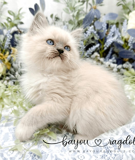 Bayou Ragdolls Kittens