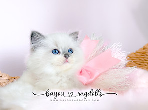 Bayou Ragdolls Beautiful Kittens