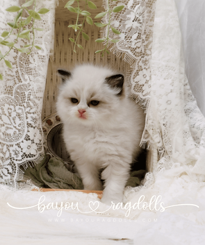 Salt - Seal Bicolor Ragdoll Kitten