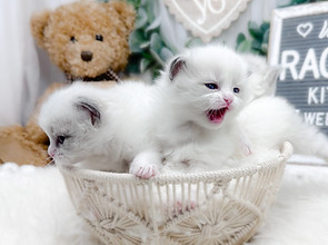Bayou Dolls Kittens