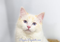 Magnolia Bayou Dolls Ragdolls