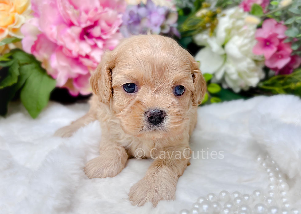 Light Apricot Cavapoo Puppy
