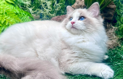 BayouDolls Blue Fluer