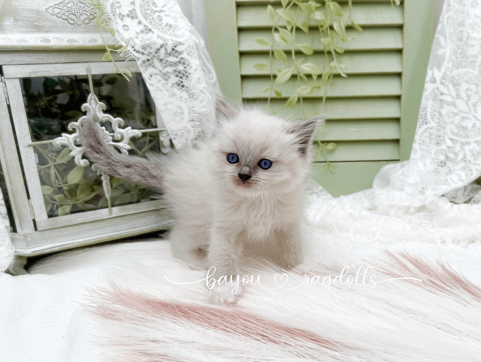 Biscuit Blue Mitted Ragdoll Kitten