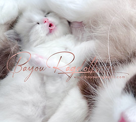 Ragdoll Kitten with her tongue out