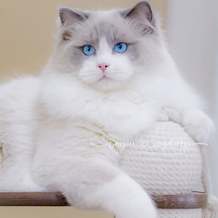 Bayou Ragdolls Zeus_edited.jpg