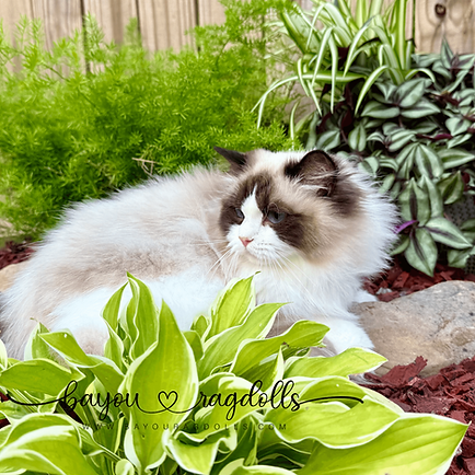 BayouDolls Dollied to Perfection