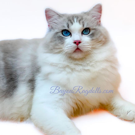 Bear Bayou Ragdolls