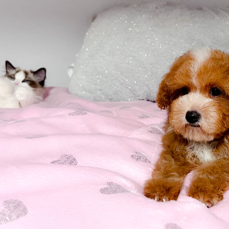 Introducing a New Ragdoll Kitten to a Dog: A Step-by-Step Guide to a Happy Home