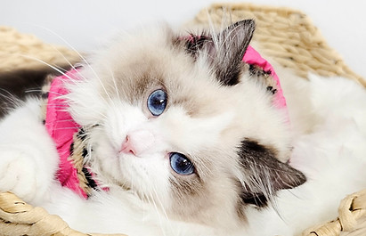 BayouDolls Forver Mine