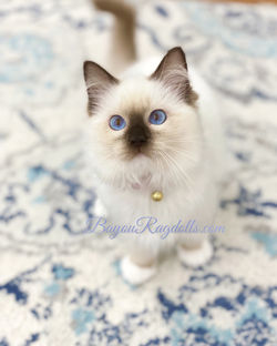 Beignet Bayou Dolls Ragdolls