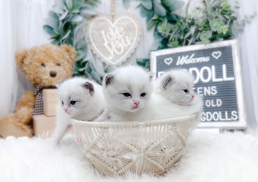 Three week old Ragdoll kittens