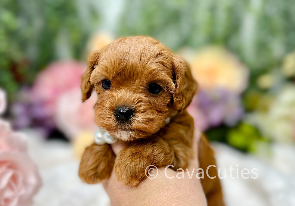 Tiny Red Cavapoo Puppy
