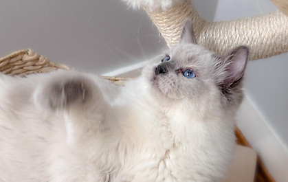 Rapture Rougarou of BayouDolls