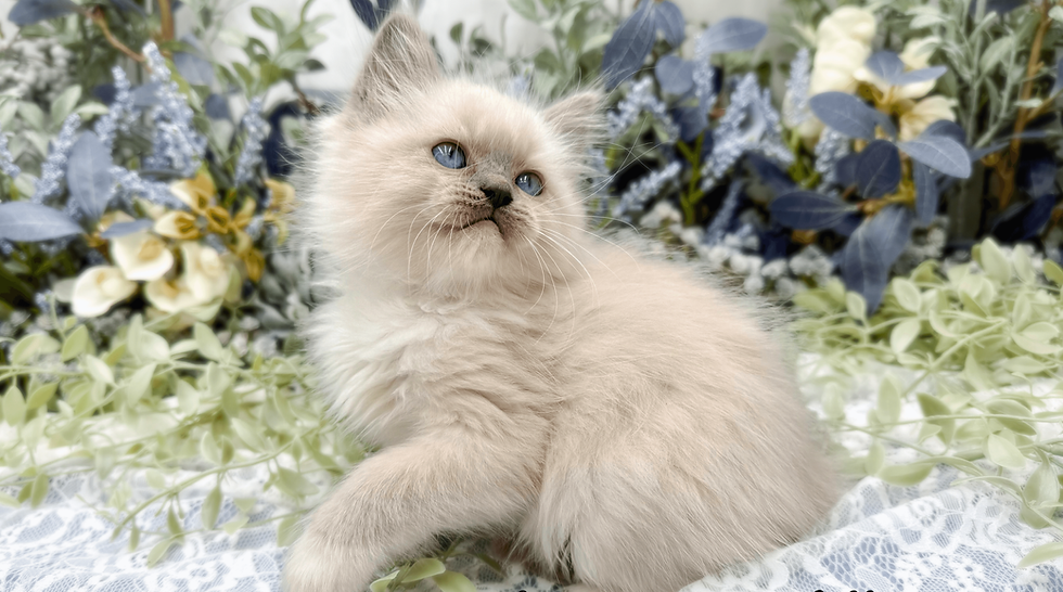 Avoiding Ragdoll Kitten Scams