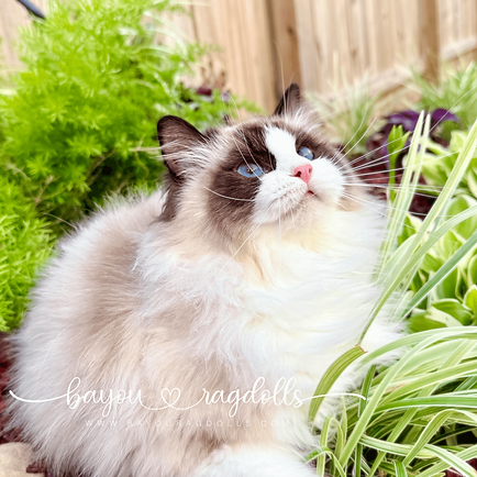 BayouDolls Dollied to Perfection