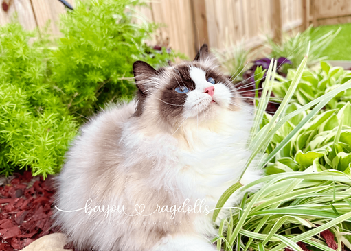 seal bicolor ragdoll cat